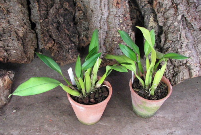 Trichopillia Senne Star (tortilis 'large' x turialbae 'alpha').JPG