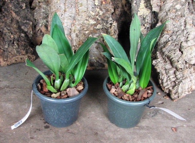 Trichopilia tortillis.JPG