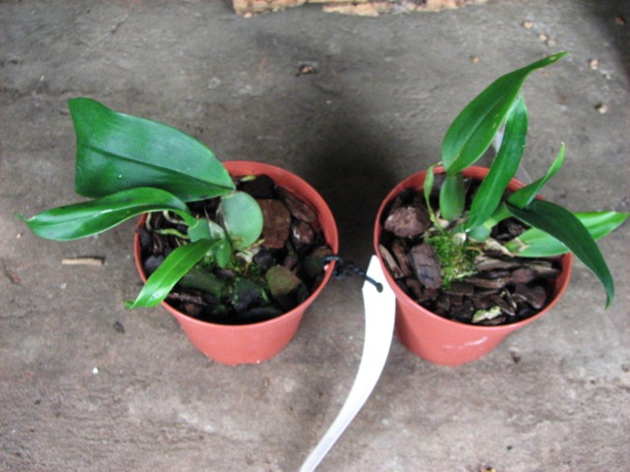 Trichopilia marginata.JPG