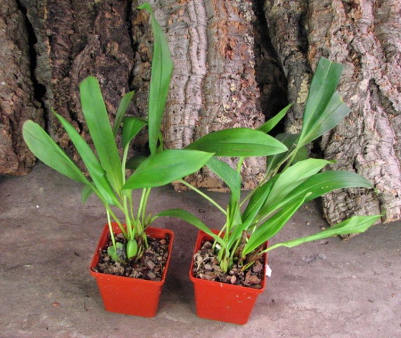 Maxillaria Sangai (Maxillaria pulla x Maxillaria striata).JPG