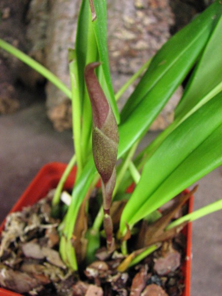 Maxillaria Sangai (Maxillaria pulla x Maxillaria striata)2.JPG