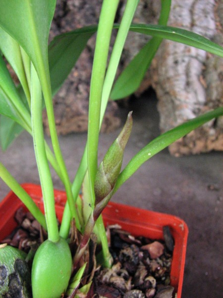 Maxillaria Sangai (Maxillaria pulla x Maxillaria striata)3.JPG