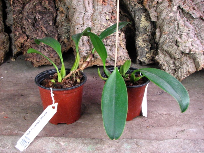 Bulbophyllum Hsinying Grand-arfa.JPG