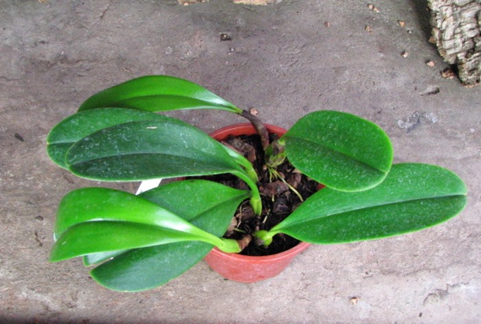 Bulbophyllum grandiflorum.JPG