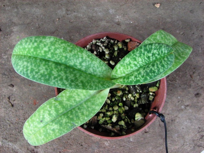 Paphiopedilum Wellesleyanum x delenatii fma. album.JPG
