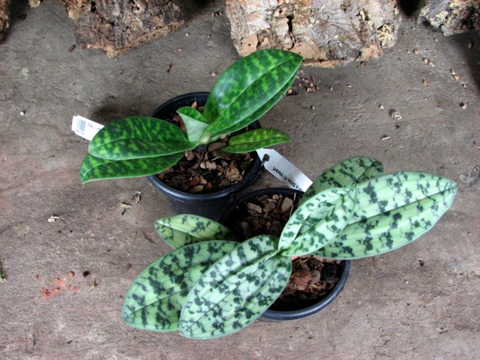 Paphiopedilum curtisii x Shin-Yi Heart.JPG