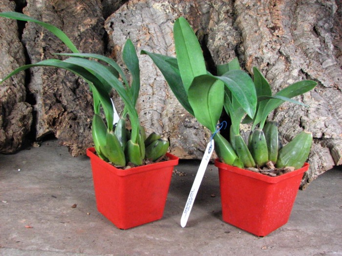 Cuitlauzina pendulum.JPG