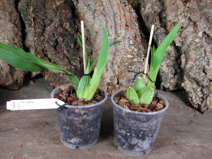 Rhynchostele aptera.JPG