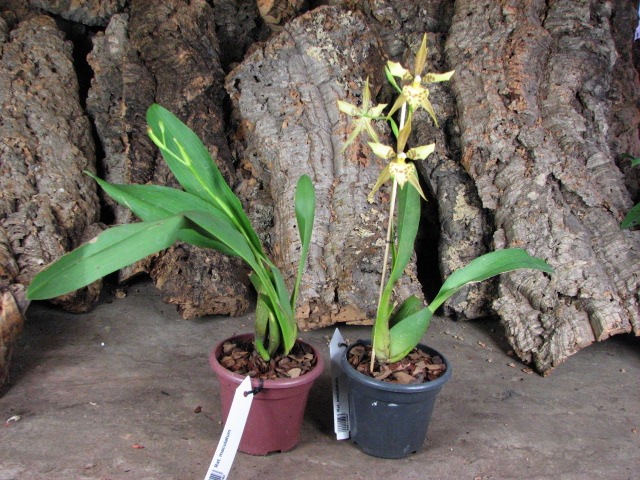 Rhynchostele maculatum.JPG