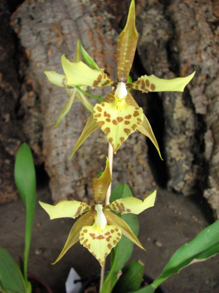 Rhynchostele maculatum2.JPG