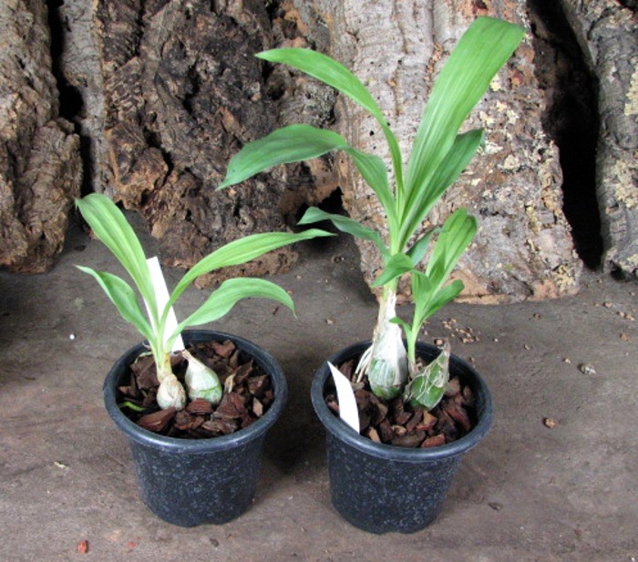 Clowesia amazonica.JPG