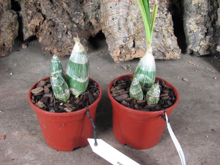 Clowesia dodsoniana.JPG