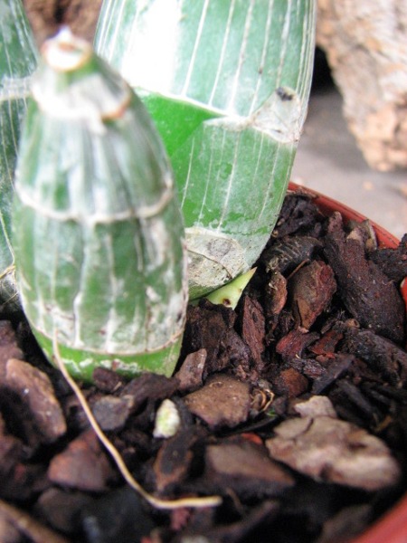 Clowesia dodsoniana2.JPG