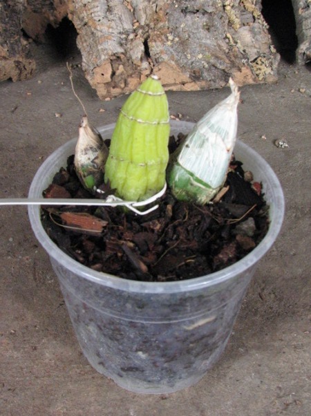 Catasetum tenebrosum.JPG