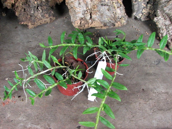 Dendrobium loddigesii.JPG