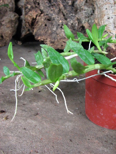 Dendrobium loddigesii1.JPG