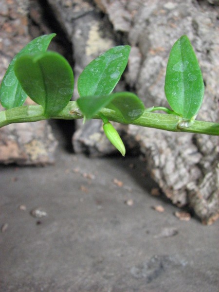 Dendrobium loddigesii2.JPG