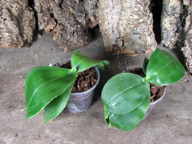 Phalaenopsis Ohl Flame 'Yung Ho' (Princess Kaulani x gigantea).JPG