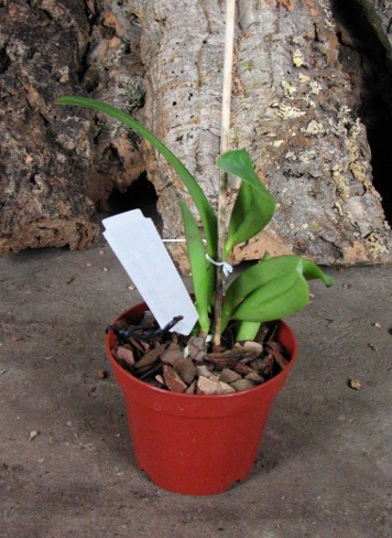 Cattleya maxima (Z-521) x Cattleya maxima rubra (Z-456)2.JPG