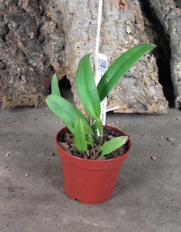 Cattleya maxima (Z-521) x Cattleya maxima rubra (Z-456)1.JPG