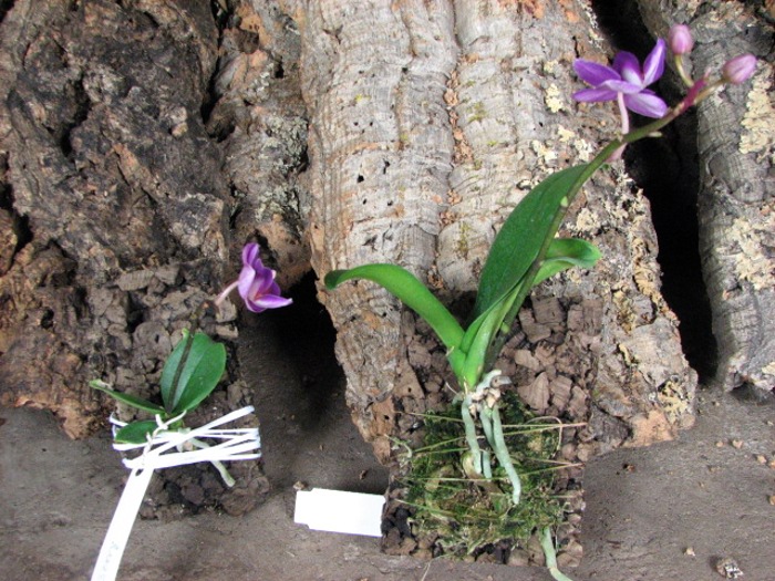 Doritaenopsis Sogo Berry.JPG