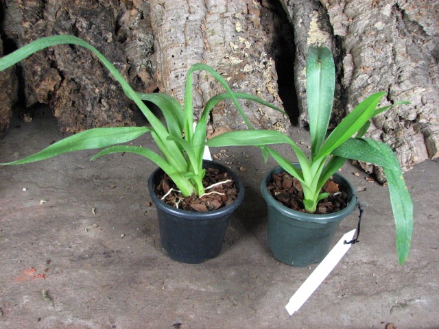 Miltoniopsis Breathless 'Florence'.JPG