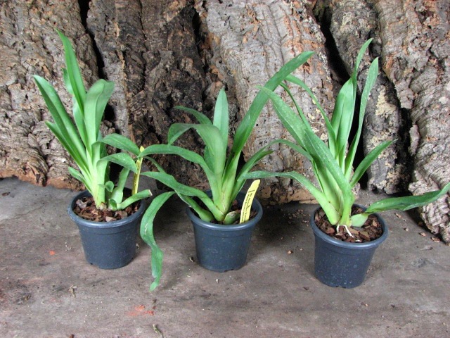 Miltonia Rubenesque 'Karismic Kay'.JPG