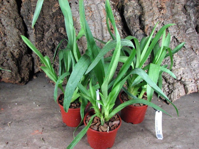 Miltoniopsis Robert Jackson 'Wild Thing'.JPG
