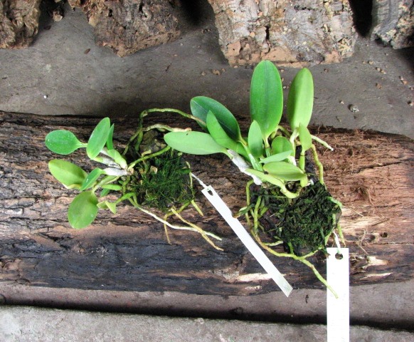 Laelia pumila 'Topázio Vermelho' (Z-71) x Laelia pumila 'Granada'.JPG