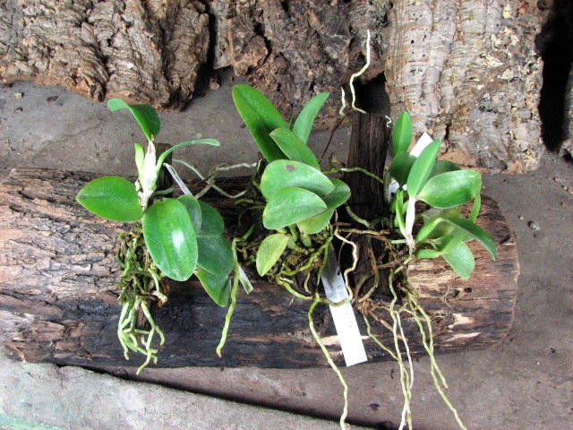 Laelia alaori escura II x Laelia alaori escura I.JPG