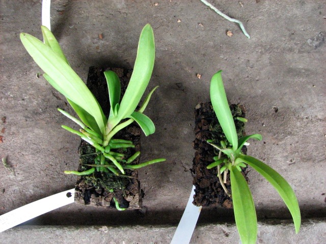 Doritis pulcherrima aquinii.JPG