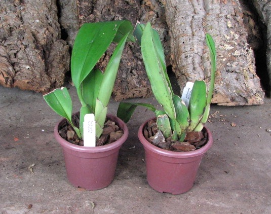 Trichopilia hennisiana.JPG