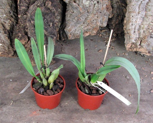 Trichopilia laxa.JPG