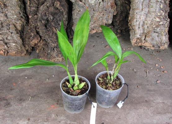 Coryanthes alborosea alba.JPG