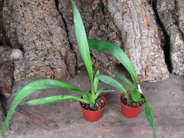 Beallara Mathias 'Glamour'.JPG