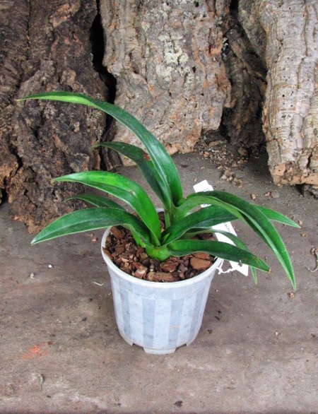 Phragmipedium kovachii x longifolium.JPG