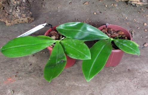 Phalaenopsis corningiana - все с цветоносами