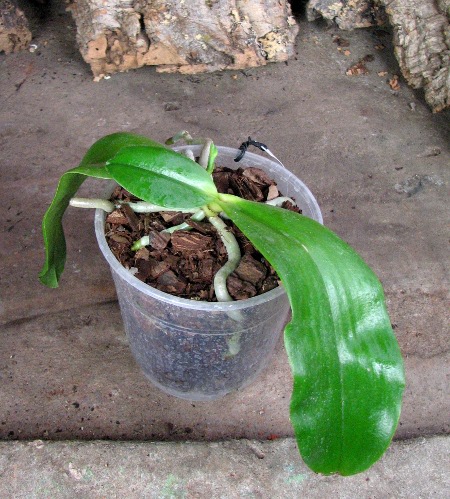 Phalaenopsis amboinensis 'Nicole' с цветоносом