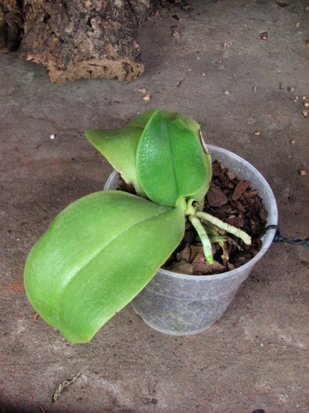 Phalaenopsis bellina