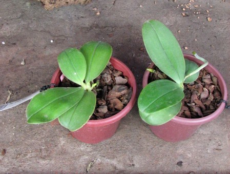 Phalaenopsis bellina 'blue'