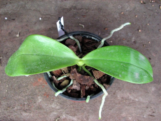 Phalaenopsis violacea