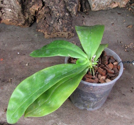 Phalaenopsis violacea alba