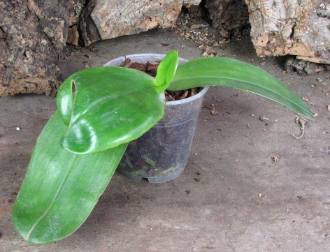 Phalaenopsis violacea 'Borneo' - самый крупный экземпляр