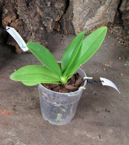 Doritaenopsis Kenneth Schubert x Doritaenopsis Purple Martin x Doritis pulcherrima 'Blue'.JPG