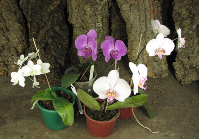 Phalaenopsis hybrid mix.JPG