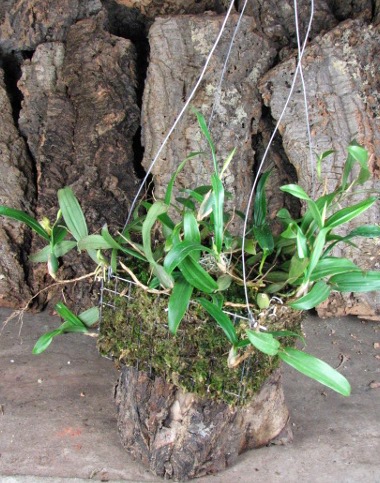 Coelogyne lindleyana (clump).JPG