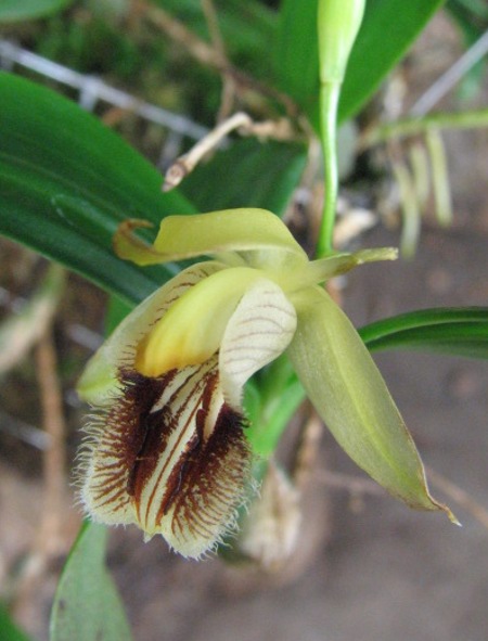 Coelogyne lindleyana (clump)1.JPG
