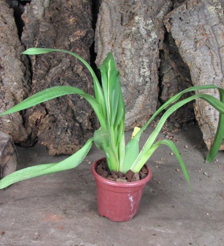 Odontonia Papageno 'Mi Amour'.JPG