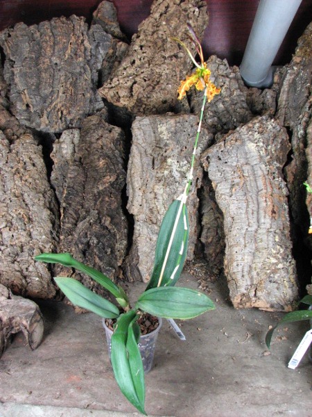 Psychopsis Kalihii 'Big'.JPG
