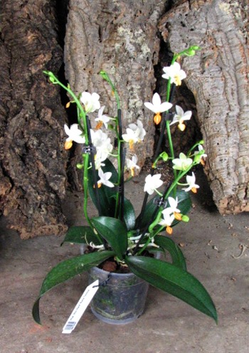 Phalaenopsis Mini Mark 'Maria Teresa'.JPG